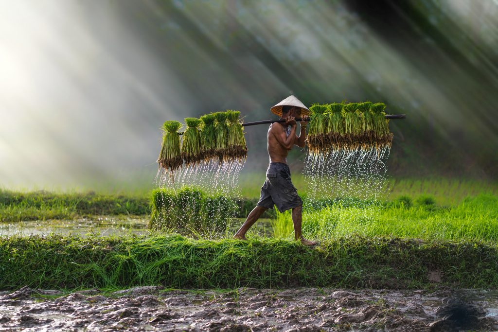 Vietnamese man with conical hat carrying harvest through a green field