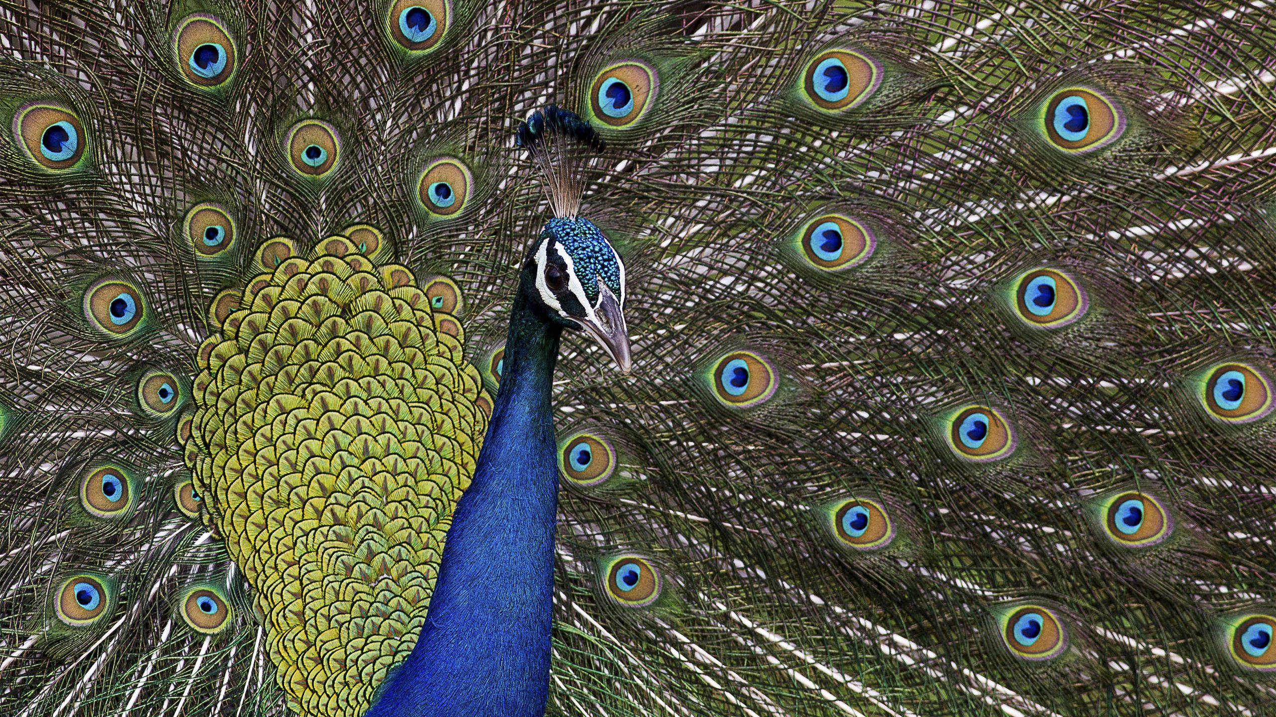 Close up picture of a Peacock in Yala National Park