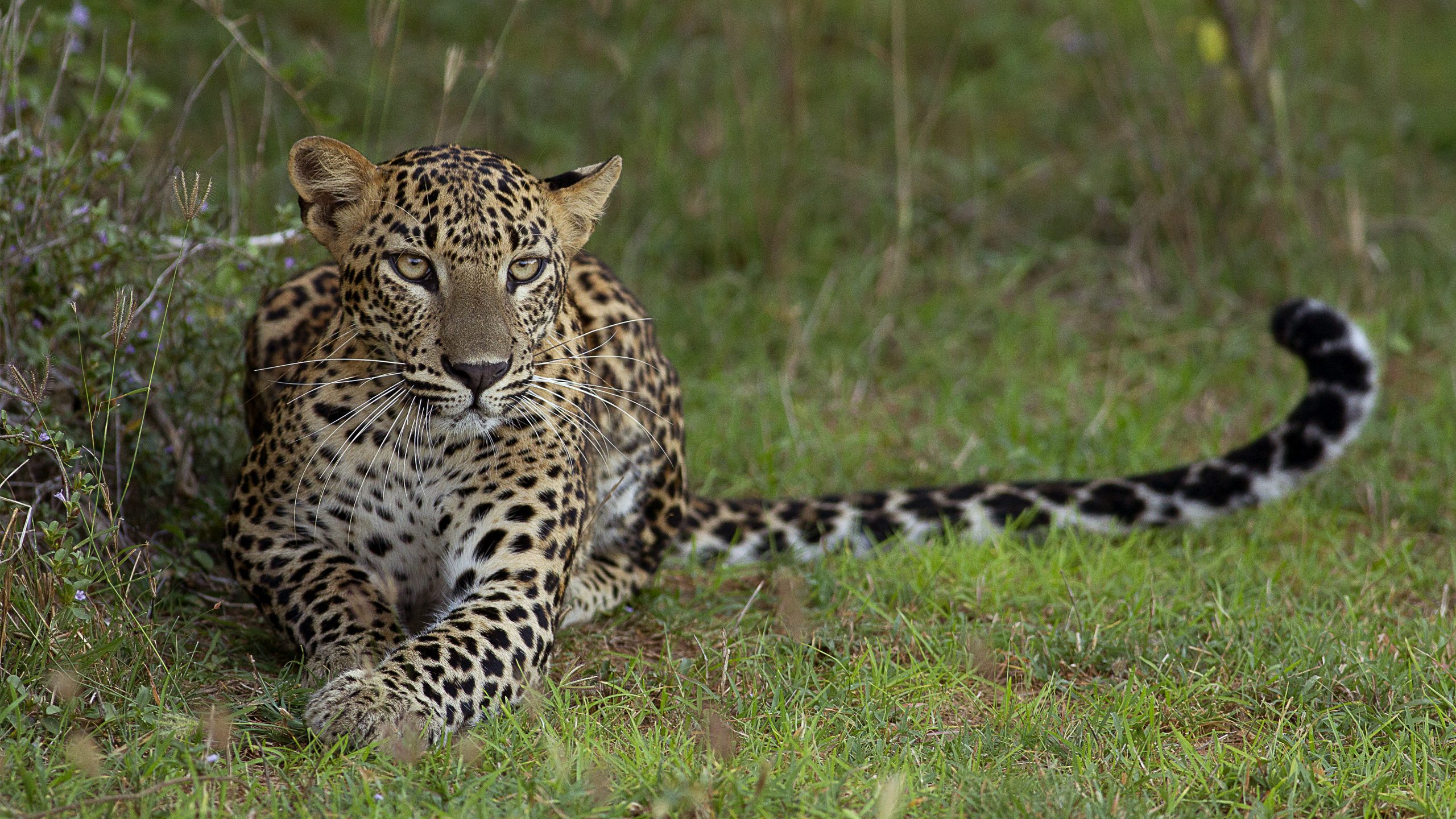 Leopard resting on grass at Yala National Park