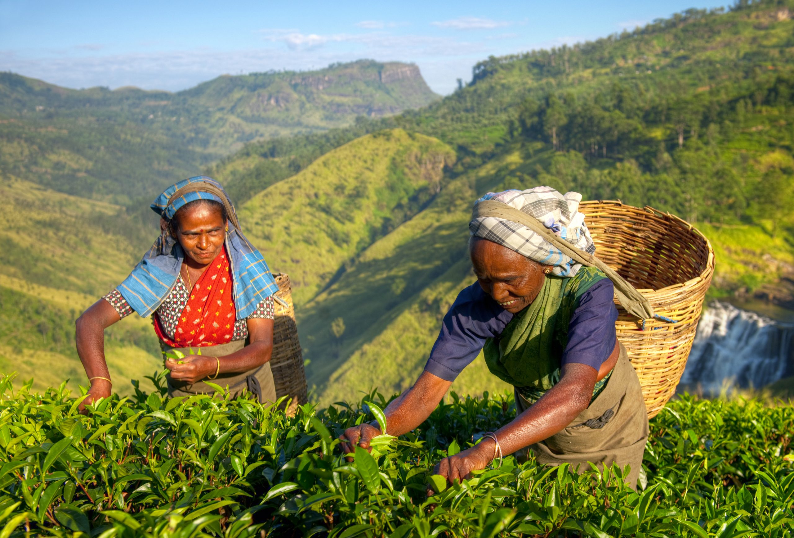 Two ladies picking tea in Sri Lanka