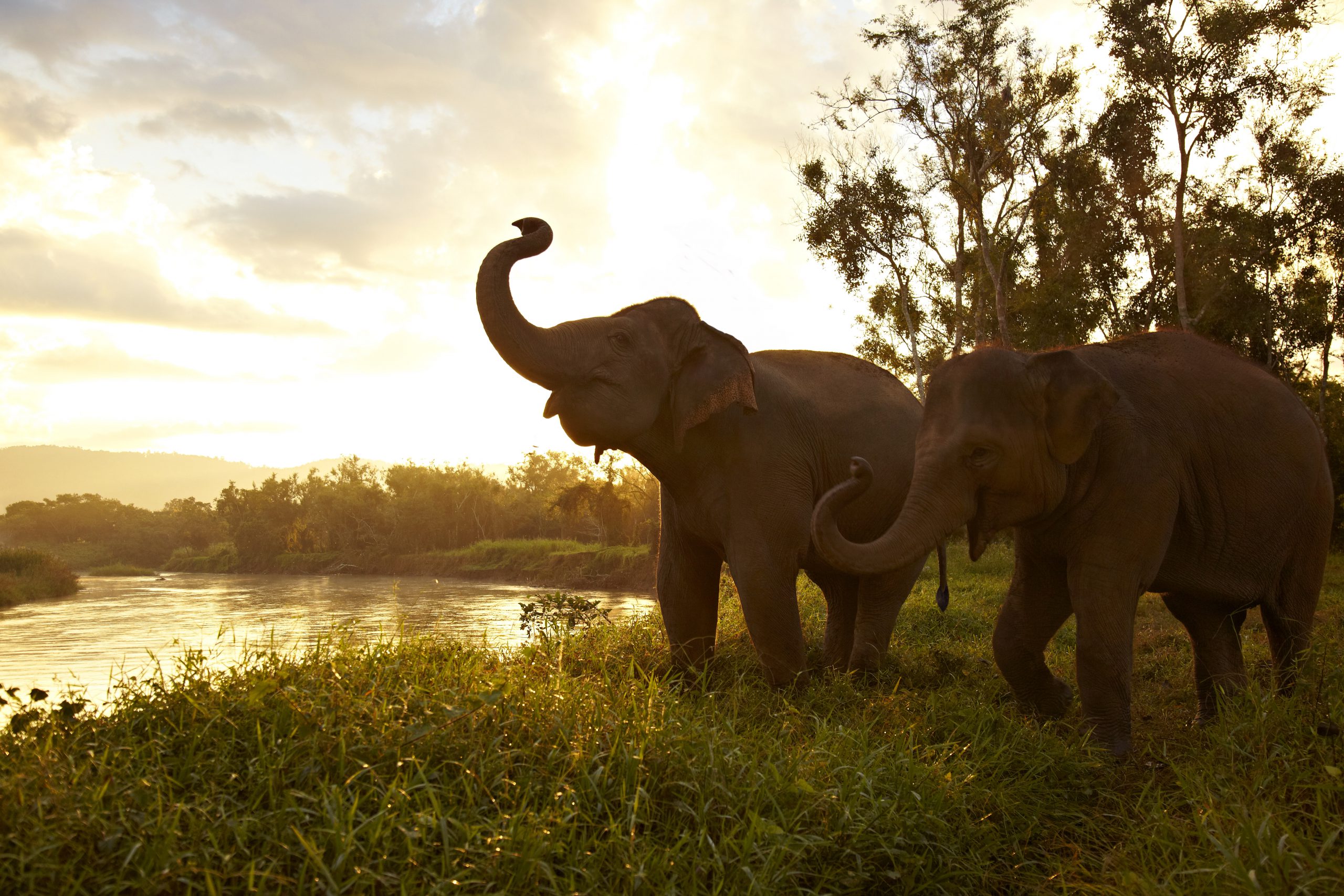 Sunset picture of elephant by the river Anantara Golden Triangle