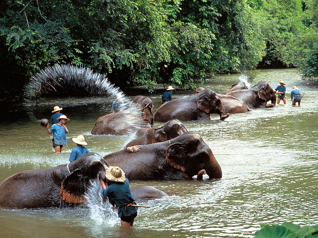 Washing of many elephants in a river. north Thailand