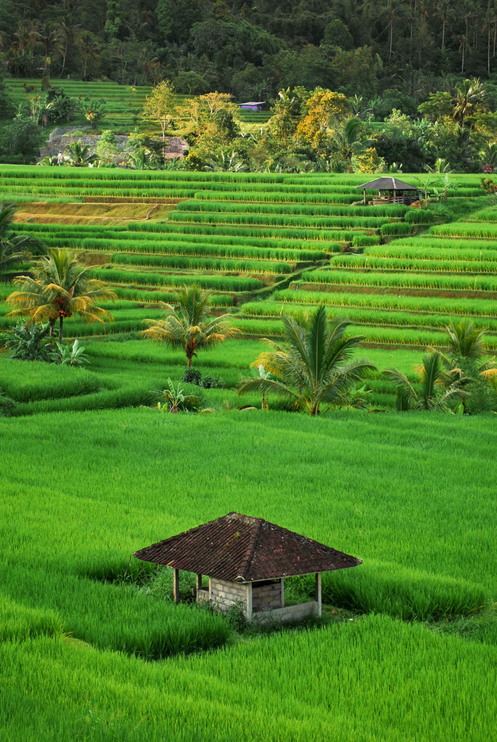 View of Ubud Rice Terraces, Bali, Indonesia