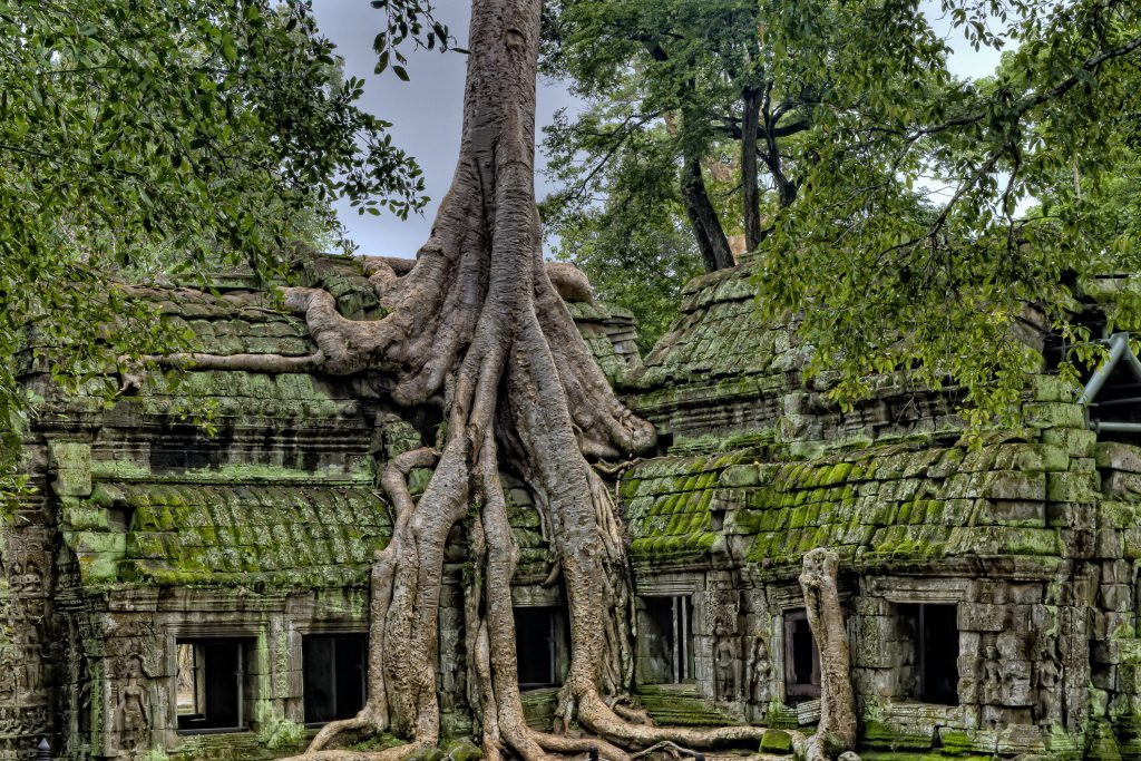 Tree growing over Ta Prohm temple