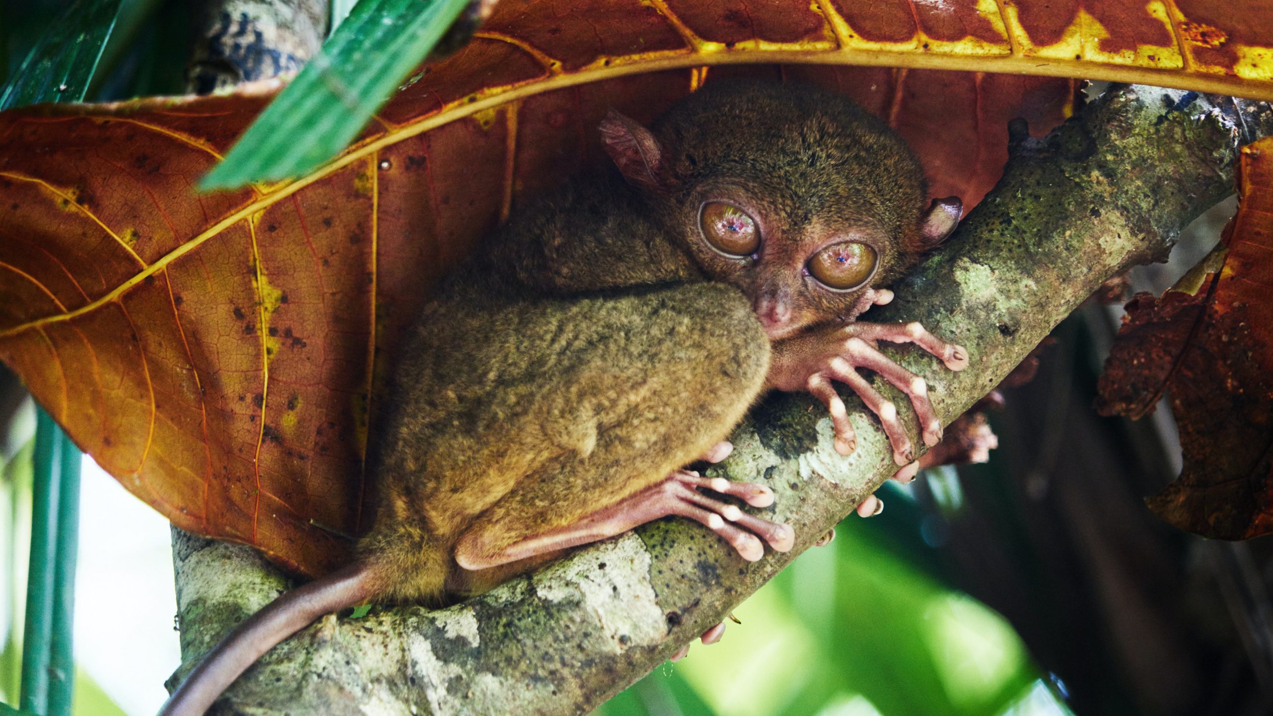 Close up of Tarsier on a branch