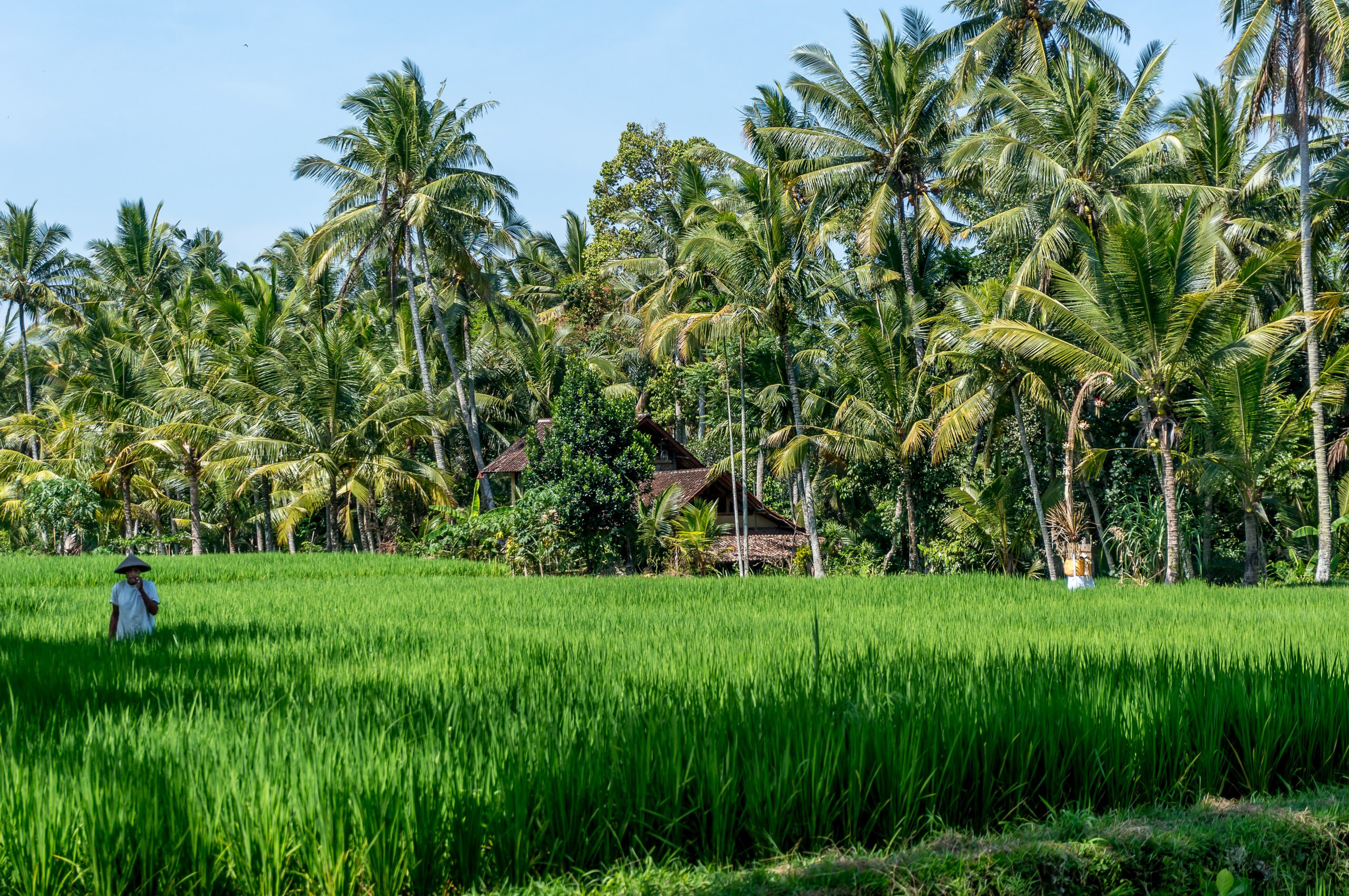 Ubud , ricefield and palm trees