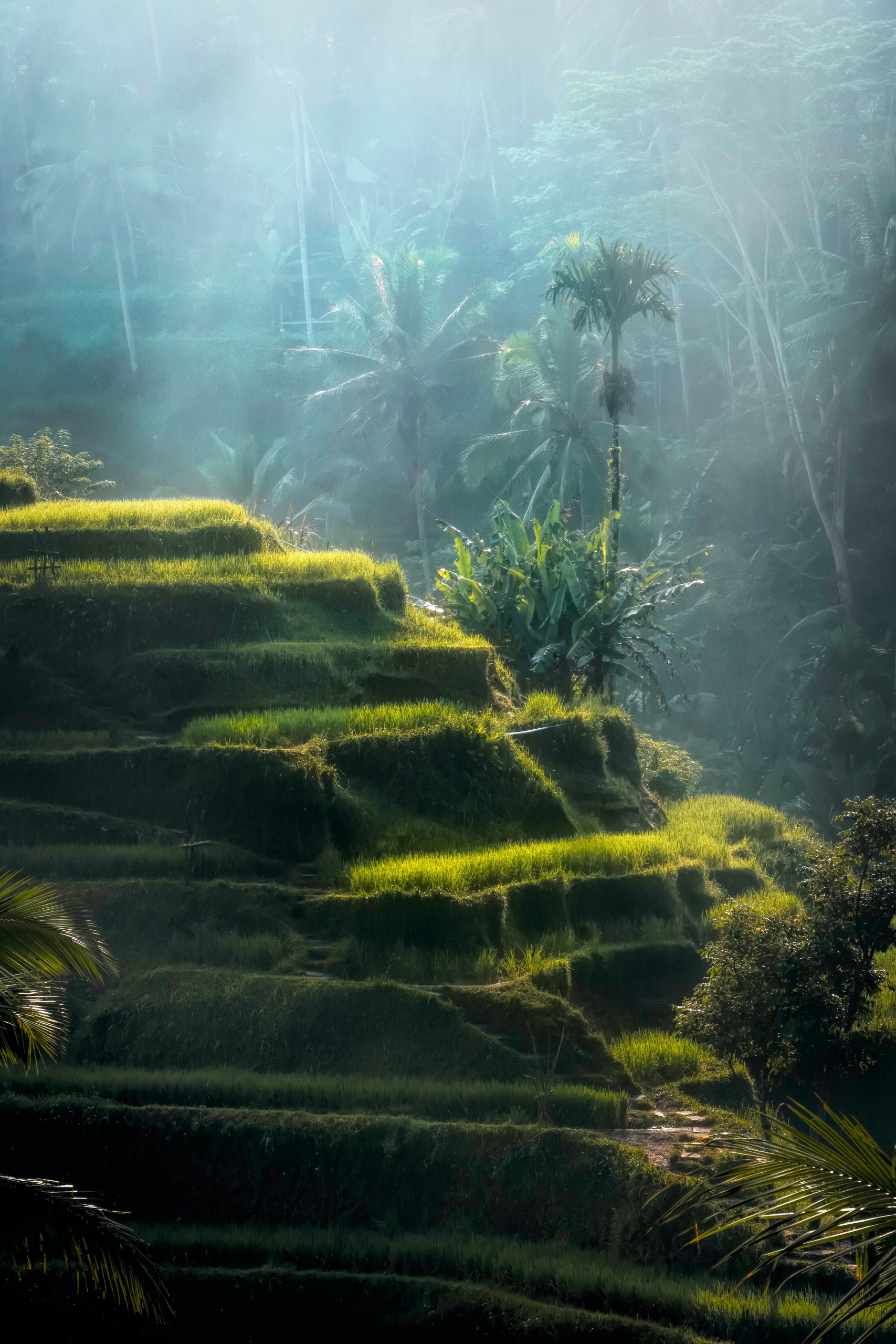 Ubud Rice Terraces