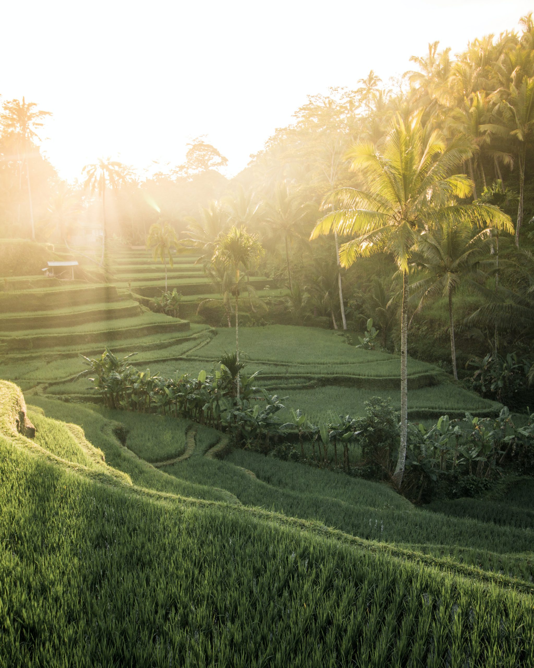 Rice Terraces, Ubud