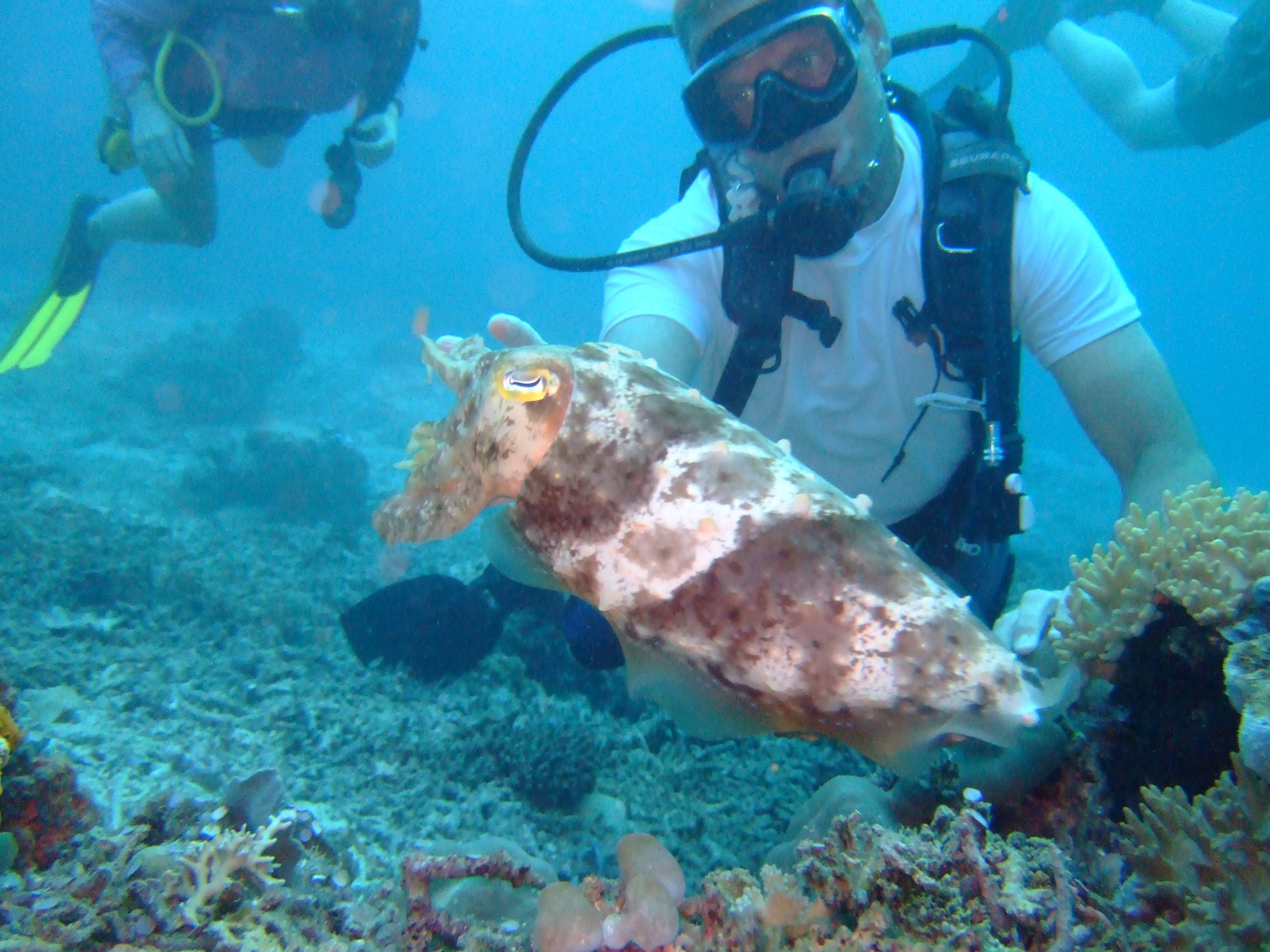 Underwater picture of diver and cuttlefish, Komodo National Park